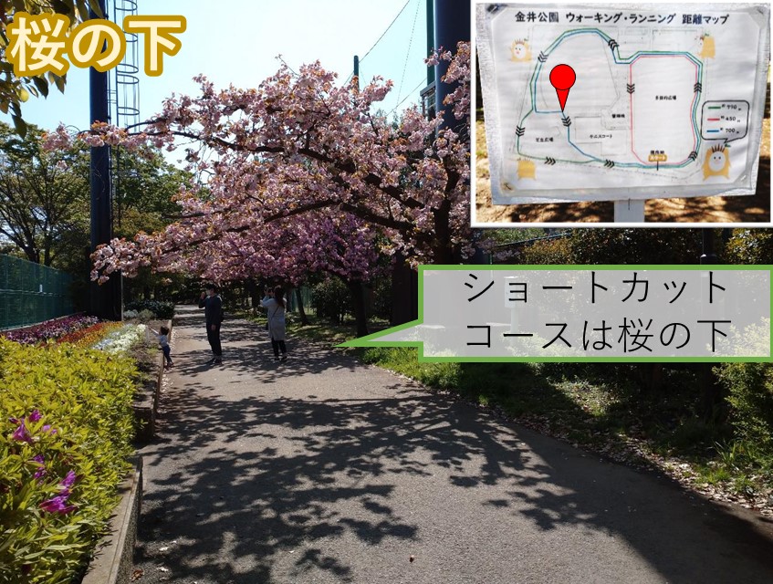 金井公園　桜の下