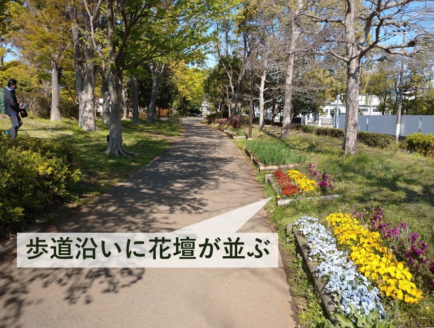 金井公園　花壇